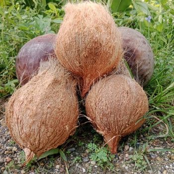 HUSKED COCONUT - Najah Export Abadi - Indonesia