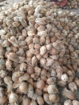 Semi Husked Coconut - RAJ GENERAL TRADING - India