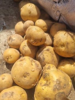 Mango Kent Color Vibrant Origin Ethiopia Grade 1, Grade 1 Features Organic Shelf Life 1Month Flavor Sweet, Rich Texture Firm, Juicy - Simale fruit and vegetables trade plc - Ethiopia
