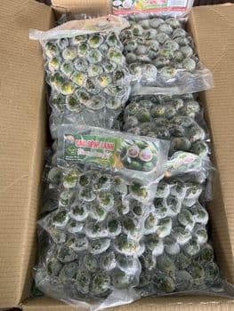 Frozen palm nut (betel nut or areca nut) Size 50-90 Pieces/kg Place of Origin Vietnam Storage Temperature -18°c Freezing Temperature -35°c - Công ty TNHH Thương Mại Xuất Nhập Khẩu Tân Gia Thành - Vietnam