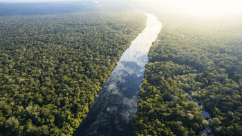 Product - 100 POR CENTO Amazonia Exportacao e Representacao Ltda - Brazil
