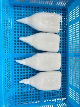 Natural Frozen Squid Whole Body Seafood Frozen Squid For Retail Packaging Food Preparation And Export Distribution - TOSOH INTERNATIONAL - South Africa