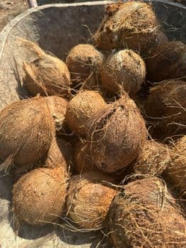 Semi-husked coconut Form Whole Origin Indonesia Degree of Processing Fresh - PT SINO ARGENT TRADING - Indonesia