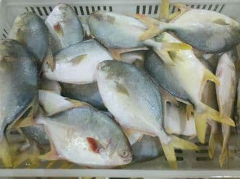 IQF Frozen Golden Pompano Pomfret-Premuim Grade A Content Fish Feature frozen Packing Iwp, Bulk Manufacturer Gelin Origin Fujian, China - 龙海市格林水产有限公司 - China
