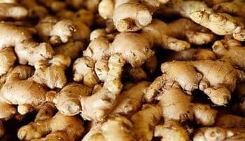 Premium Export Quality Ginger (Indian Origin) Aroma Strong Origin India Pungency High Shelf Life Long Oil Content High Product Type Spices - AGROCARTE EXIM ENTERPRISES PVT LTD - India