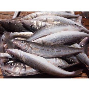 Frozen Hake Fish Nutrient Rich Seafood Choice Featuring 98% Natural Purity And Dependable Frozen Distribution Standards - TOSOH INTERNATIONAL - South Africa
