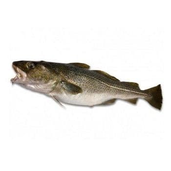 Cheapest Price Supplier Of Fresh / Frozen  Atlantic cod Fish / Fillets (Seafood) Available Bulk Stock - Exigentelaxia Unipessoal Lda - Portugal