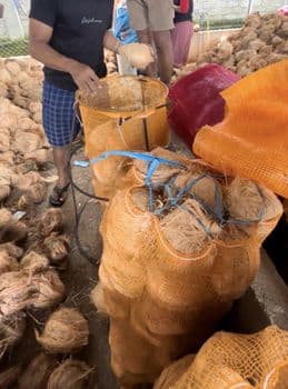De-Husked Coconut (Semi Husked Coconut) Form Whole Organic Yes Origin Indonesia - Watampone Group - Indonesia