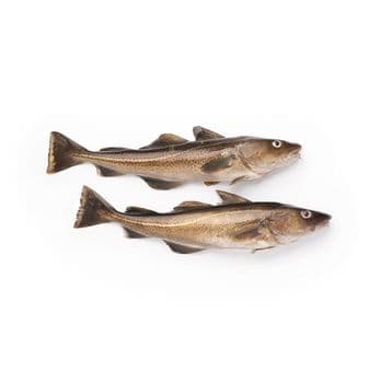 Wholesale Cheap Price Best Quality Frozen Fresh Atlantic cod Fish / Fillets For Sale Worldwide Exports - Exigentelaxia Unipessoal Lda - Portugal
