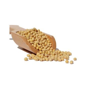 Bulk supply of soybeans ready for sale with premium quality and high protein content - MASI TRADING GMBH - Germany