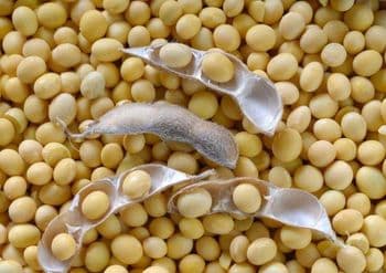 Soya Beans Seed Color Yellow Origin Brazil Packaging Bags Gmo Status Non-gmo Intended Use Human Food - Zabs Holdings - South Africa