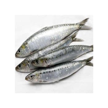Wholesale Frozen Sardine Fish Premium Quality Cut Other Features Organic Freshness Level Frozen Degree of Processing Cured - BMU TRADING GMBH - Germany