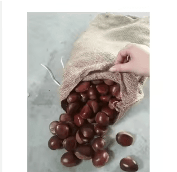 Wholesale Premium Raw Chestnuts – Fresh Natural Edible Chestnuts - TRADE NEPAL LLC - United States