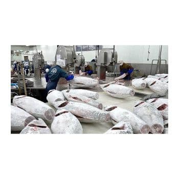 Factory price frozen yellowfin tuna supplied for wholesale sourcing programs - BMU TRADING GMBH - Germany