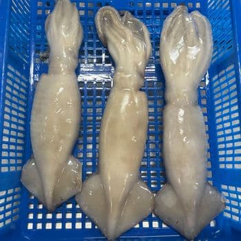 Frozen Squid Tubes Prepared For Hospitality Kitchens Seafood Distributors And International Food Ingredient Supply - TOSOH INTERNATIONAL - South Africa
