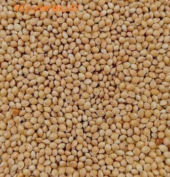 yellow millet for sale -  JAC SEEDS & OIL TRADING (PTY) LTD - South Africa