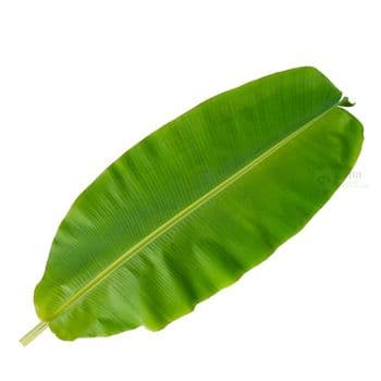 PREMIUM VIETNAM FROZEN BANANA LEAVES - EXPORT QUALITY Address VIETNAM Specification FRESH Content Banana Leaves Ingredients Banana - TANIS IMPORT & EXPORT COMPANY LIMITED - Vietnam