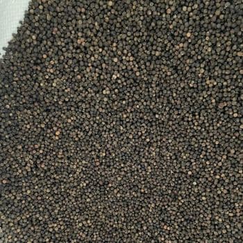 Vietnam Top Grade Black Pepper black and Grey Strong Aroma Style Food Cooking Single Herb and Spice - EXPO COMMODITIES (VIET NAM) COMPANY LIMITED - Vietnam
