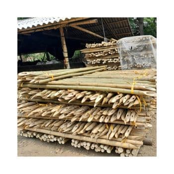 Garden Dried Bamboo Cane Bamboo Stick Bamboo Pole for Plantin/Bamboo Canes/ Bamboo Pole 99GD - 99 GOLD DATA - Vietnam