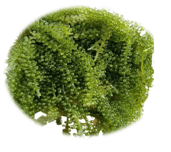 FRESH GREEN CAVIAR Quality good Packaging Details 25kg/bag - RONG TA MANUFACTURE-EXPORT CO., LTD - Vietnam