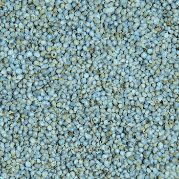 Green Millet Purity 99% Gluten Free Yes Color Brownish-green Packaging 15/20/25/30/40/50 Kg Pp Bags Loading Capacity 24 Mt Per 20 Ft - Dhanlaxmi Enterprise - India