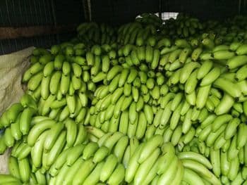 Banana - Vije's - Sri Lanka