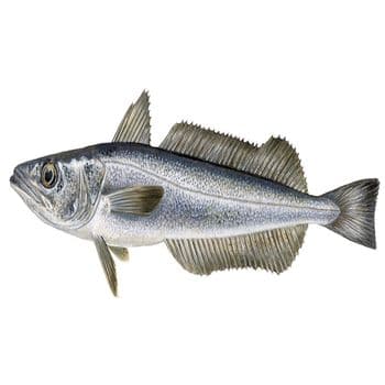 Frozen Hake Fish Superior Seafood Product Offering Uniform Fillet Structure Fresh Ocean Flavor And Reliable Supply Support - TOSOH INTERNATIONAL - South Africa