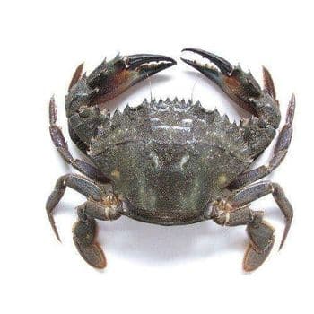 Fresh Crabs High Quality Marine Product With Strong Meat Recovery Rate And Trusted Supply For Bulk Buyer Orders - TOSOH INTERNATIONAL - South Africa