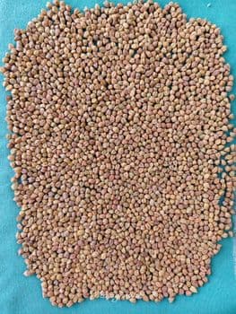 Desi chickpeas Origin Indian Count Per 100 Grams - Bharat Agro Trade Corporation - India