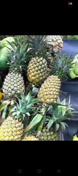 Fruits Organic Yes Fruit Type Pineapple - Marviro Ekspor - United Arab Emirates