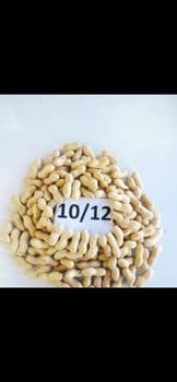 peanuts ( inshell and blanched ) Origin egypt Form Blanched Packaging Size Other Degree of Processing Natural, Organic - Al Habib Company for Agricultural Development - Egypt