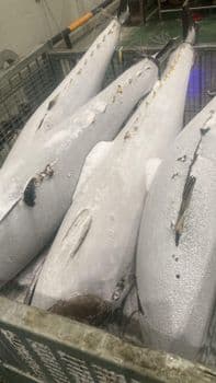 Frozen Yellowfin Tuna Size Medium Origin Indonesia Quality Grade Usda Choice Storage Temperature -25 Derajat Celcius Or Below - PT. MULIA UTAMA GROUP - Indonesia