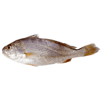 FROZEN CROAKER Texture Tender Shelf Life 2 YEARS Flavor Ocean-fresh Packaging 1KG TO 20 Kg Ctn Treatment Untreated/co Treated - Netfish India - India