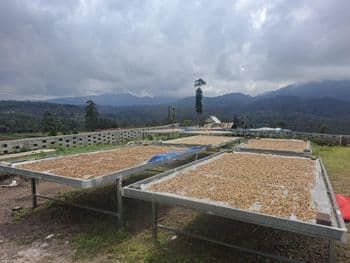 Arabica Green COffee Bean Type Arabica Degree of Processing Raw - Waru Teja - Indonesia