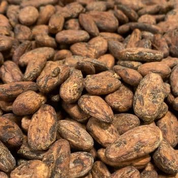 Natural Cocoa Bean With High Purity Standards And Uniform Bean Size For Bulk Ingredient Sourcing And Export Markets - TOSOH INTERNATIONAL - South Africa