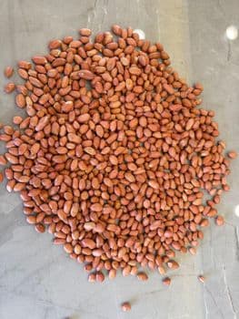 Groundnut Kernel Origin India Form Blanched, Whole Packaging Size 25kg vaccum, 50kg Degree of Processing Organic, Roasted - Ghanshyam Traders - India