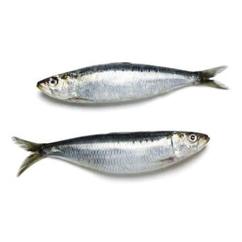 frozen sardine fish Type sardine fish Grade high quality Origin South Africa Quality Top Quality Packaging As Per Customer Requirement - W&E HOLDING BV - Netherlands