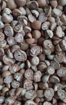 Split Betel Nut (Areca Nut) 90/95 - PT Vale Agrovia Nusantara - Indonesia