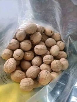 Bulk Walnuts for Export-High Qualiy and Affordable price Size 28-36mm Grade premium Type In Shell Certification ISO Max. Moisture (%) - THE GREEN INTERNATIONAL LIMITED - Tanzania