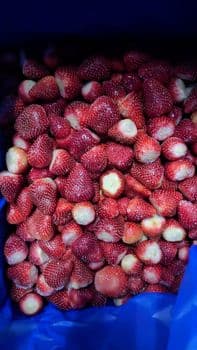IQF Frozen Strawberries Grades Grade A & Grade B Color Bright Red, Natural Purity 100% Natural Fruit Storage Temperature -18 °C, -18 °c - deep freeze - United States