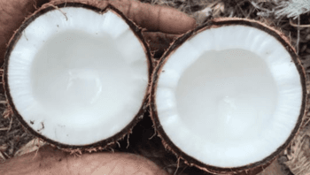 Semi Husked Coconut - QIDAM CONSULTANCY AND RESOURCES (M) SB - Malaysia