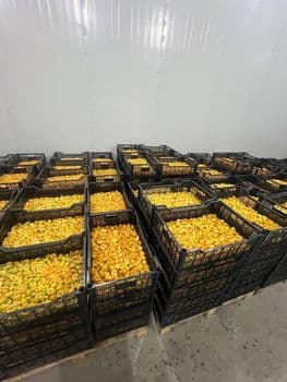 IQF FROZEN APRICOT HALF SIZE Form Halved Packaging PAPER BOX Flavor Profile Natural Sweetness Harvest Condition At Peak Ripeness - Freeze Dried Fruit LTD - Uzbekistan