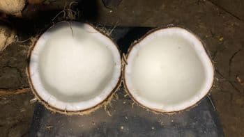 Semi Husked Coconut Grade A Origin Indonesia Packaging Nett Bags Specification Size 0,8KG Up - Indcocopro - Indonesia