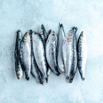Frozen Sardine Fish Quality Assured Catch Processed Under Hygienic Conditions For Wholesale Seafood Buyers - TOSOH INTERNATIONAL - South Africa