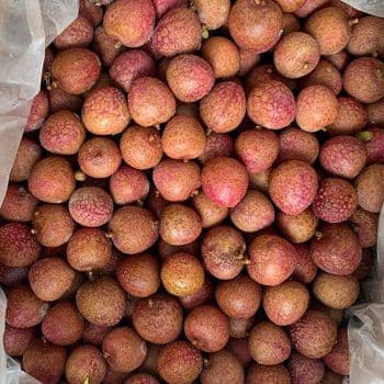 IQF Frozen Lychee Frozen Litchi-Premium Quality Type IQF State Iqf Frozen Size 22-26pcs/500g Manufacturer GELIN Storage Type FROZEN - 龙海市格林水产有限公司 - China