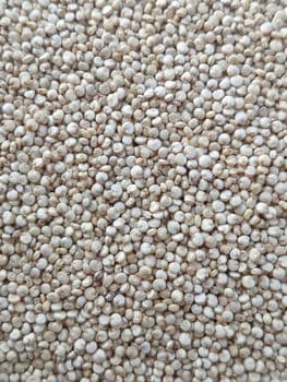 Quinoa Bold Origin Indian - Sterling Spices - India