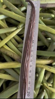 Grade A Vanilla Beans 16-20cm, Sun Cured, High Vanillin Origin Indonesia - vanilla nusantara 77 - Indonesia