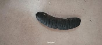 Dried Sea cucumbers - Dema - Papua New Guinea