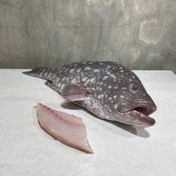 Frozen Cod Fish Carefully Selected Ocean Catch Prepared For Export Markets Demanding Premium Seafood Products - TOSOH INTERNATIONAL - South Africa
