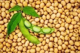 Soya beans Grade Grade A Origin Nigeria Form And Cut Whole Admixture Level 2% Protein Content 42% Purity Level 98% Min Cultivation Type Organic - VIXXRA Companies Ltd - Nigeria